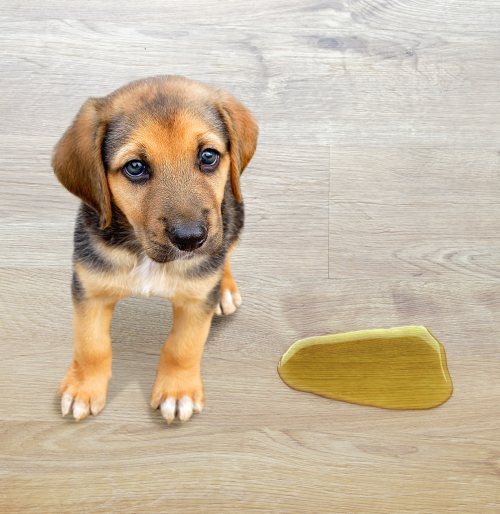 un chien très désolée d'avoir fait pipi par terre ainsi que son pipi